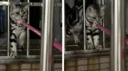 高樓救貓記：拿曬衣桿頂貓反被罵，女子直呼「我是在救它」