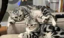 最受歡迎貓咪大盤點，有你家的貓嗎？