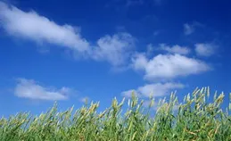 桌布：麥田輕語