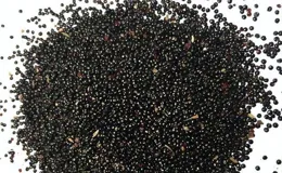 民間仙草 青葙子