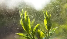 【楹聯雅韻】上聯：茶香四溢品春雨，請師友賜下聯！