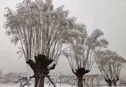 秋末冬初！看峰峰色彩與生靈交織的夢幻「視界」