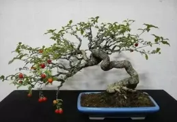 盆景，除了藝術，還有技術！