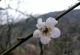 十月廿九日生日花【月桂樹 】