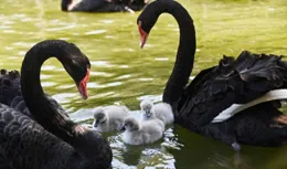 深圳野生動物園小天鵝首次下水樂享冬日暖陽
