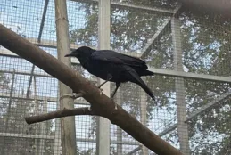 被救助鳥類「畢業季」來了，它們為何成了「留級生」？