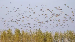 首批天鵝「空姐」抵達洪澤湖