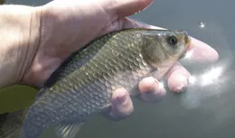 如何判斷大鯽魚進窩？大鯽魚進窩的4種訊號
