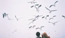 天際之舞：人與飛鳥的和諧交響