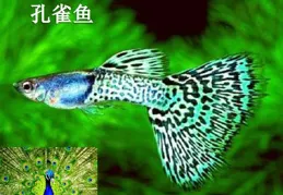 怎麽養好孔雀魚，我就簡單說兩句