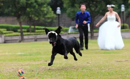 帶著狗旅行的生活如何？