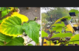 葉下傳感器可即時報告農作物的健康狀況