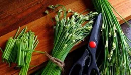 為什麽有些人吃韭菜吃得開心，另一些卻痛苦不堪？