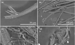 龍宮小行星樣本上首次發現生命，來自於地球之外嗎？結果令人擔憂