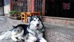 帶著狗旅行的生活如何？