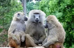 在動物界，父母年老之後，子女們會照顧父母嗎？