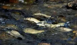 長江出現「街溜子魚」朝人猛吐口水，但你可千萬別報仇，為啥？