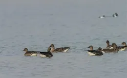 快來看！珍稀動物白額雁現身金昌水庫