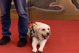 有嘢睇｜你是我的眼，帶我穿越擁擠的人潮