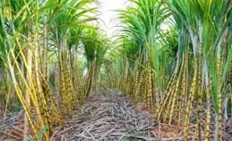 愛吃甘蔗的朋友註意！這樣的甘蔗千萬別吃，嚴重致死