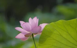 雙子座和該星座並肩的默契：兩情若是久長時，又豈在朝朝暮暮