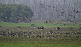 河南汝南：宿鴨湖畔大雁歸