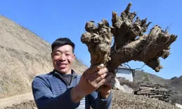 開州中藥材全產業鏈年產值超60億元