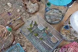 重回大自然懷抱 100余只獲救鳥類在青島城陽重返藍天