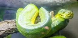 完美融於綠色環境的蟒蛇，是國家二級保護動物，竟也是叢林殺手