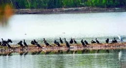 濕地公園成為候鳥越冬天堂