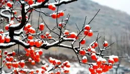 雪滿枝頭 出行謹防摔傷