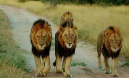 獅子一生無法改正的毛病！