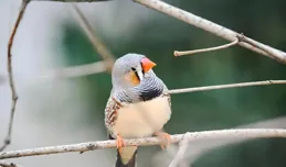 自然之美：斑胸草雀