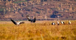 300多只紅嘴鷗飛抵草海越冬