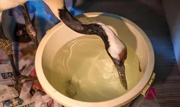 丹頂鶴「打架」 弄斷喙，裝上鈦合金鳥嘴後，立馬找「仇人」算賬！