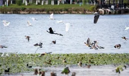 首批「嘉賓」來臨！近萬只越冬候鳥飛抵梁平雙桂湖