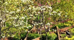 上海予君生物申請一種對甲碸基苯甲醛的合成方法專利，反應條件溫和