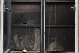 「貓咖」倒閉遺留二三十只貓，領養費用在千元以上，同行：應及時安排領養和出售