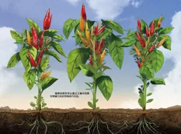 植物似乎能透過聲音交流，這在科學家中引起爭論——植物有智力嗎？