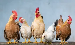 100個心理學效應：雞群效應（微妙的職場關系，處不好毀了自己呀）