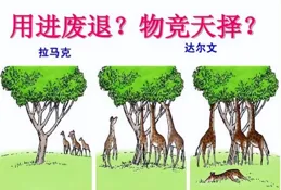 人類男性在前進演化過程中失去了「陰莖骨」，為何沒有影響生育？