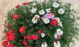 毛線鉤織小雛菊盆栽‖美圖分享