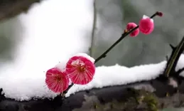 雪天中的梅花