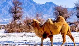 回顧「野駱駝」現身新疆羅布泊，體重超1000斤，號稱「荒漠巨獸」