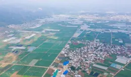 彌勒此鎮6800畝「金瓜瓜」豐收！不愁賣！