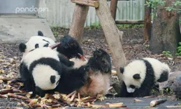 「央視的文案，每一句都是覺醒！」