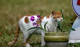 廣州蘭圃喵星人征名啦！快來pick你的夢中情貓