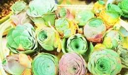 犯愁了，沒有地方千萬別多買山地玫瑰系列多肉