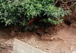 廣西合山發現45斤巨蟒，潛伏在甘蔗地被捕獲，為啥還不冬眠？