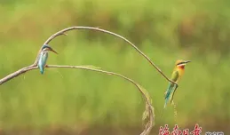 來海南，邂逅這些「自然精靈」~